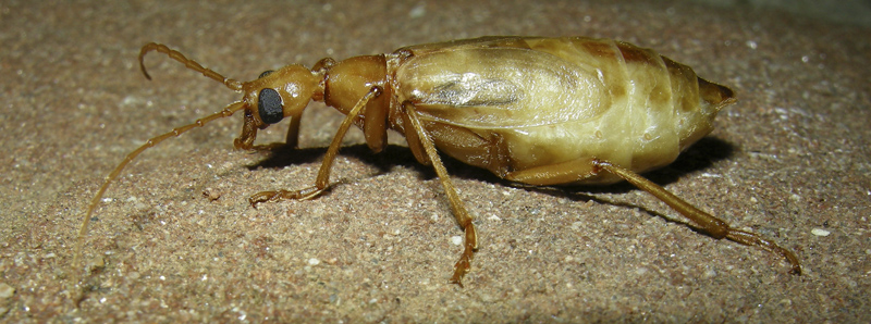 Che coleotteri sono?    Vesperus luridus (Vesperidae)